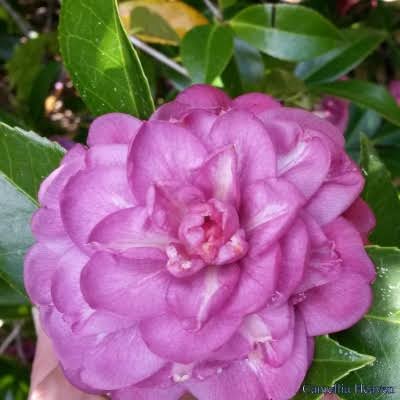 Stephanie’s Heavenly Star Camellia