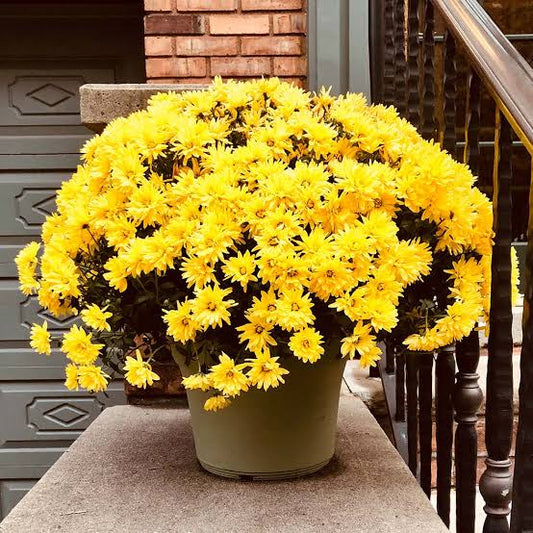 Yellow Mum