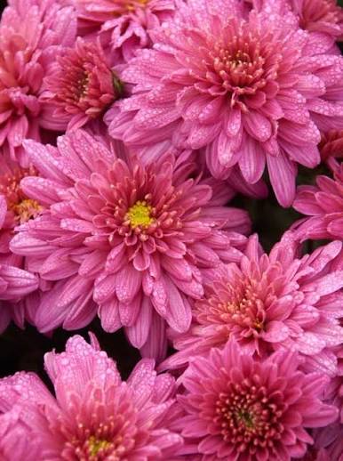 Pink Mum