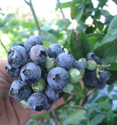 SharpBlue Blueberry