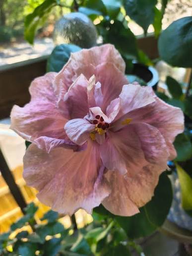 Cajun Serenity Cajun Hibiscus