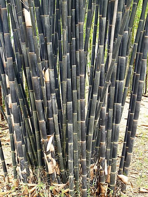 Black Bamboo