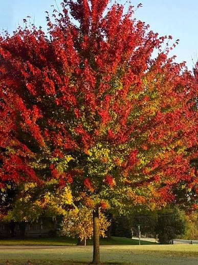 Summer Red Maple
