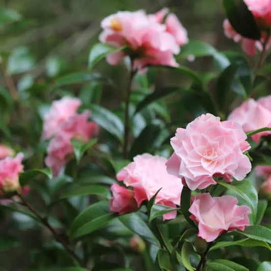 Buttons and Bows Camellia