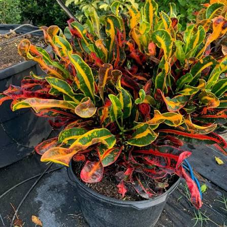 Mammy Croton, photo 3