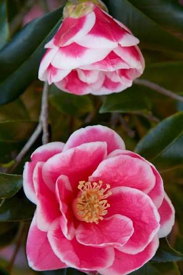 Christmas Carol Camellia, photo 2