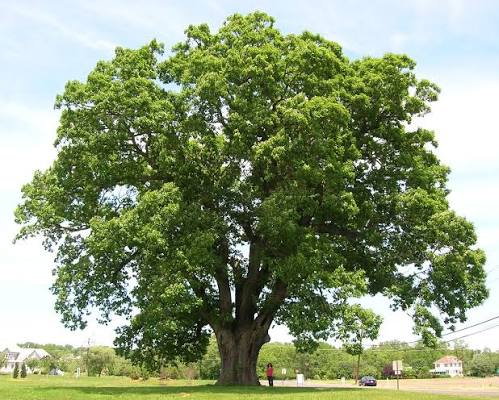 White Oak, photo 2