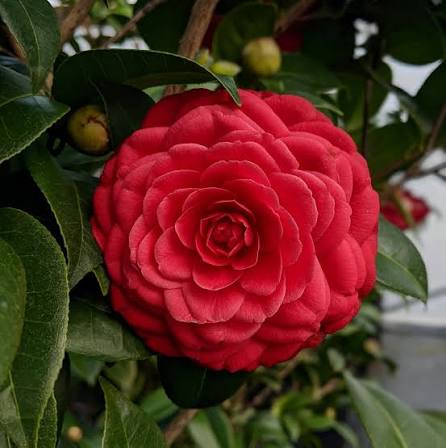 Black Tie Camellia