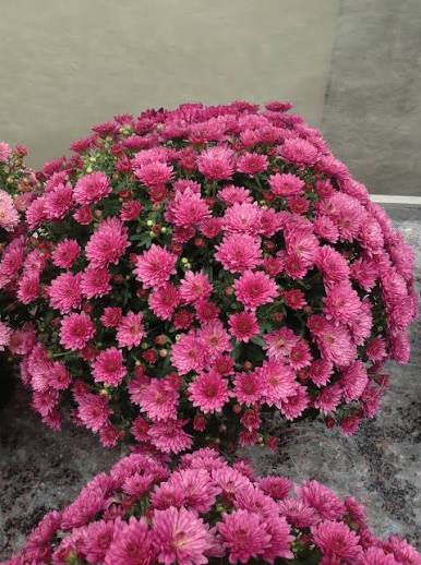 Pink Mum