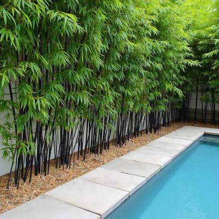 Black Bamboo