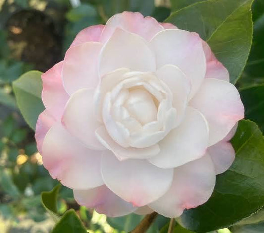 Stephen's Garden Camellia