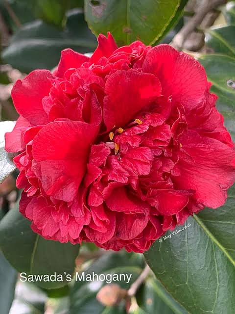 Sawada’s Mahogany Camellia