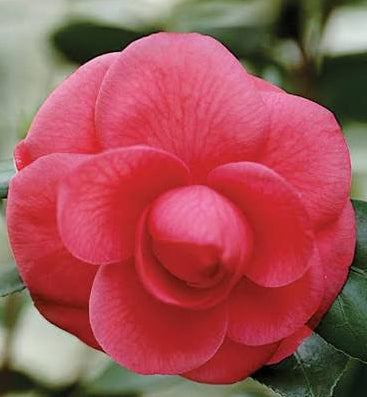 Helen Bower Camellia