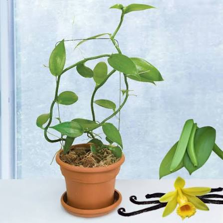 Vanilla Bean Plant