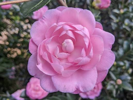 Susy Dirr Camellia