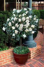 Aimee Gardenia Tree