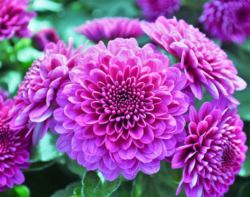 Purple Mum