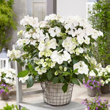 Fairytrail Bride Hydrangea, photo 2