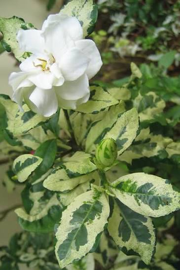 Variegated Gardenia