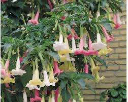 Tricolor Angel’s Trumpet
