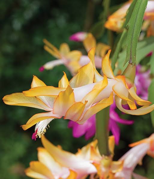 Yellow Christmas Cactus, photo 2