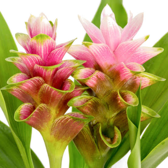 Curcuma Twister