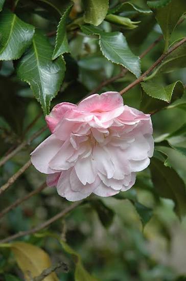 Star Above Star Camellia, photo 2