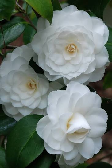 White By The Gate Camellia