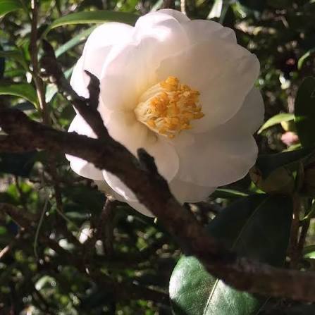 Queen Bessie Camellia