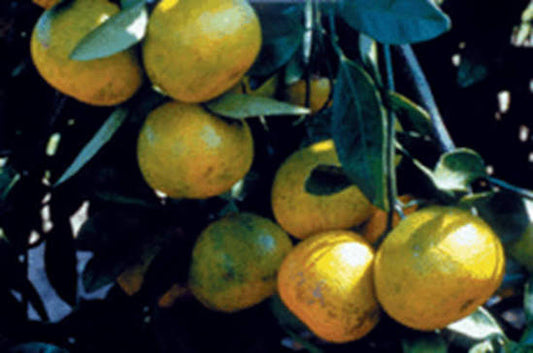 St. Ann Satsuma