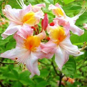 Pink Carousel Native Azalea