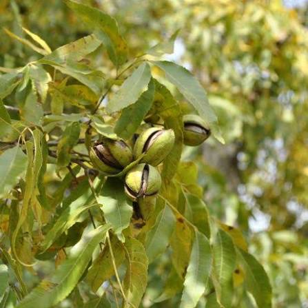 Cape Fear Pecan Tree