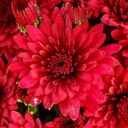 Red Mum