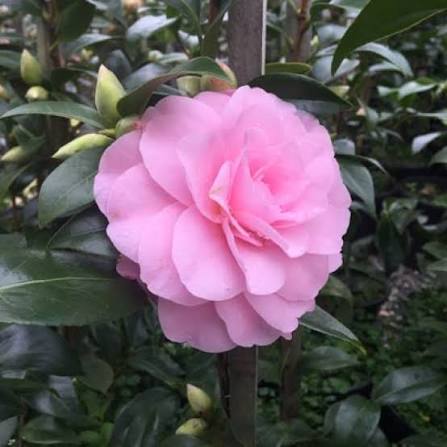 Betty Ridley Camellia, photo 2