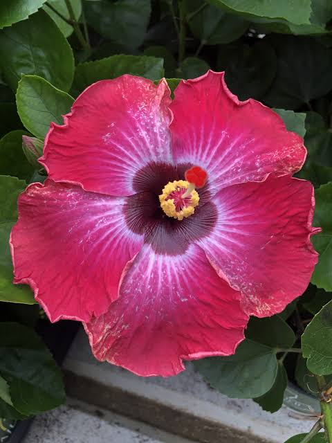 Rum Runner Cajun Hibiscus