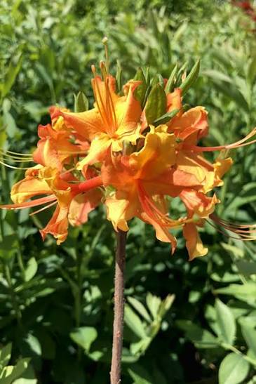 Orange Marmalade Native Azalea