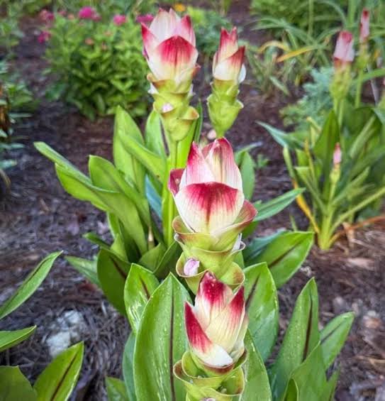 Siam Solar Ornamental Ginger