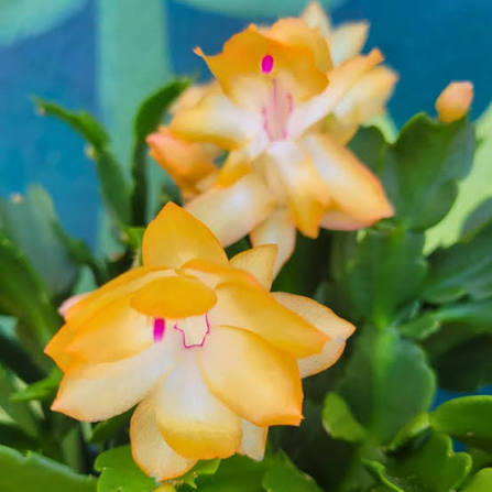 Yellow Christmas Cactus