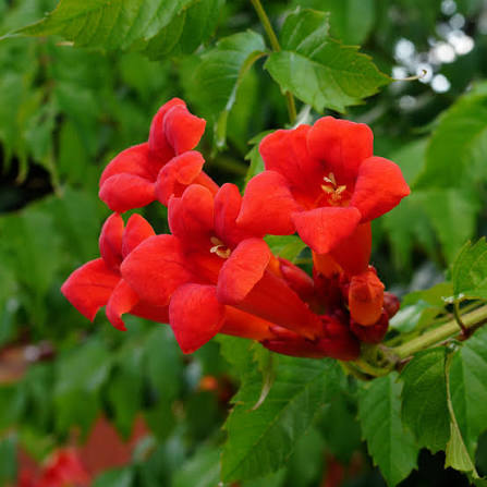 Hot Lips Trumpet Vine