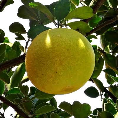 White Pummelo Grapefruit