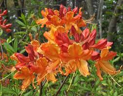 Dons Variegated Native Azalea