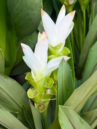Curcuma Siam Sisto Ornamental Ginger