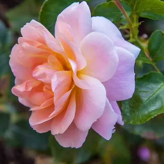 Junior Miss Camellia