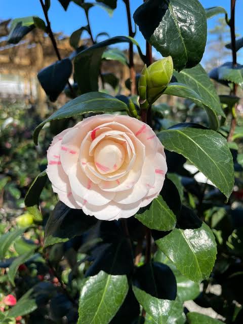 April Dawn Camellia