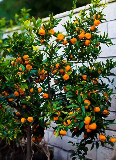 Seto Satsuma