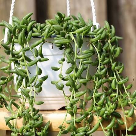 String Of Bananas