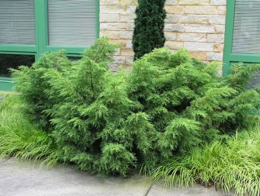 Gold Lace Juniper