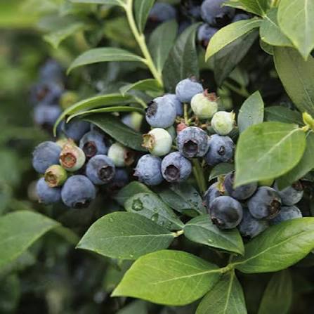Blue Bell Blueberry