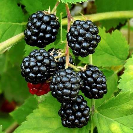 Sweetie Pie Thornless Blackberry, photo 2