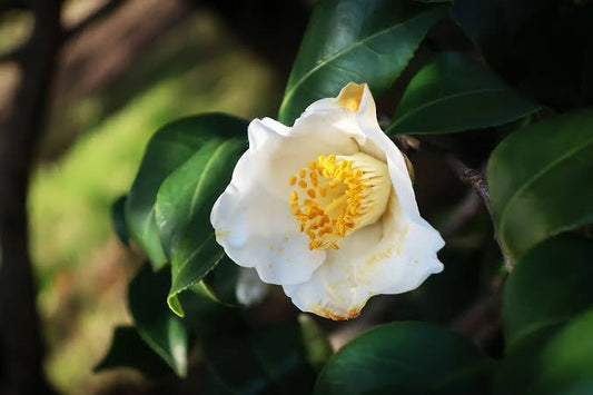 Leucantha Camellia